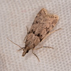 Scoparia palloralis