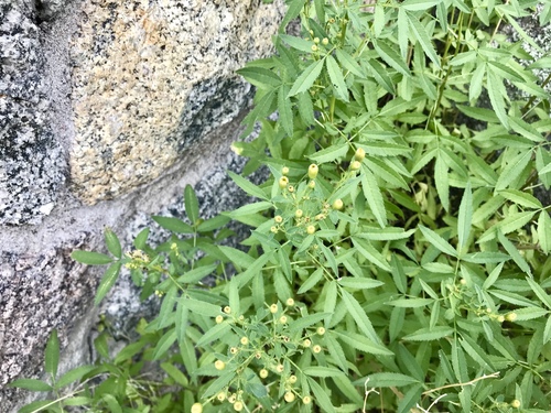 Tagetes lemmonii
