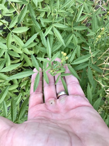 Tagetes lemmonii