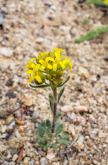 Draba streptocarpa