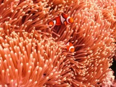 Amphiprion percula