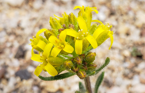 pretty draba (Draba streptocarpa)