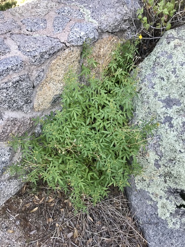 Tagetes lemmonii