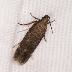 Gelechiini