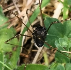 Platybunus