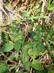 Platybunus