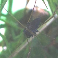 Platybunus