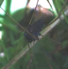 Platybunus