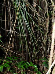 Bromelia granvillei