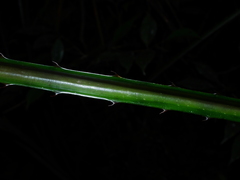 Bromelia granvillei