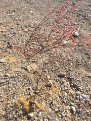 Eriogonum deflexum deflexum