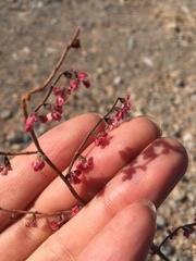 Eriogonum deflexum deflexum