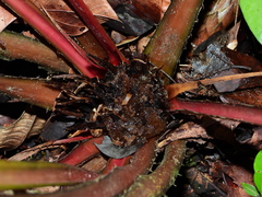 Bromelia granvillei