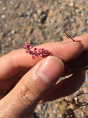 Eriogonum deflexum deflexum