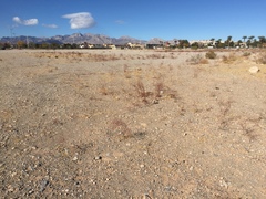 Eriogonum deflexum deflexum