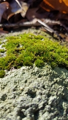 Ptychomitrium incurvum