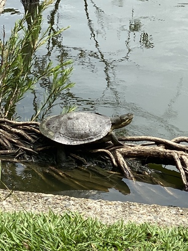 Eastern Short-necked Turtle, photo 7 of 7