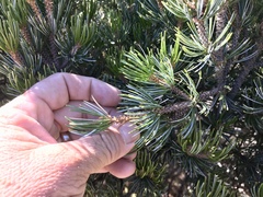 Pinus cembroides bicolor