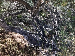 Pinus cembroides bicolor