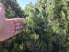 Pinus cembroides bicolor