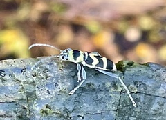 Chlorophorus curtisi