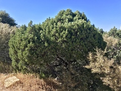 Pinus cembroides bicolor