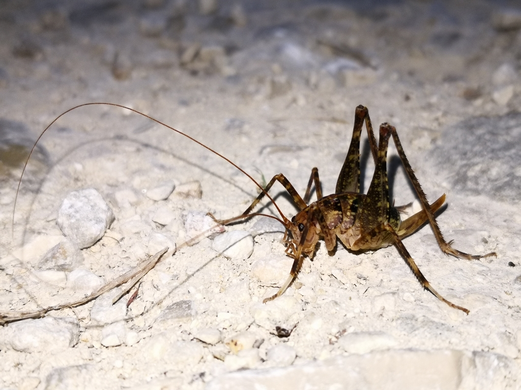 Paratroglophilus