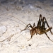 Neglected Cave-Cricket - Photo (c) Samuel Büttler, some rights reserved (CC BY-NC), uploaded by Samuel Büttler