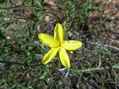 Haplophyton crooksii