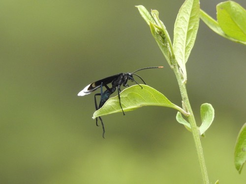 CAZA TARÁNTULAS DE MACHA ALAR OCRE
