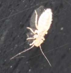 Trogium pulsatorium