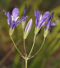 Brodiaea rosea rosea