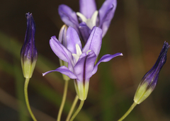 Brodiaea rosea rosea