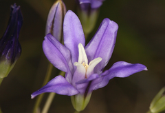 Brodiaea rosea rosea