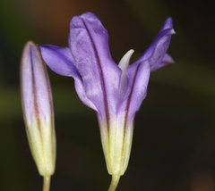 Brodiaea rosea rosea