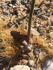 Eriogonum deflexum deflexum