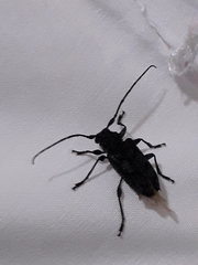 Aegomorphus nigricans