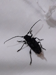 Aegomorphus nigricans