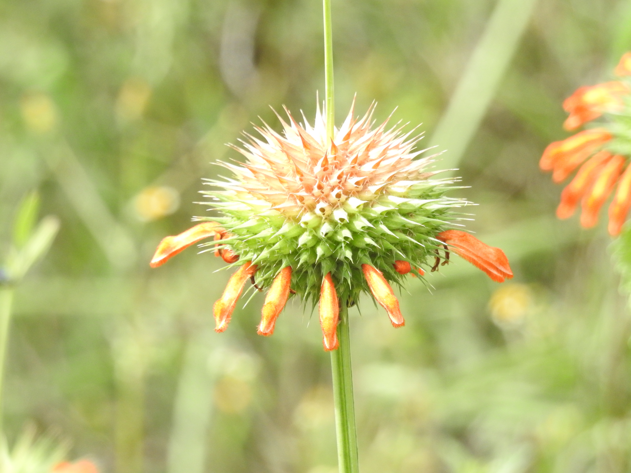 Leonotis nepetifolia image