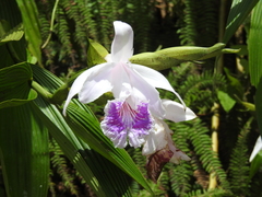 Sobralia rosea