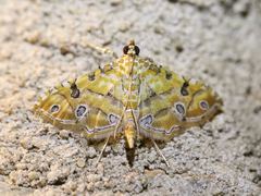Ommatospila narcaeusalis