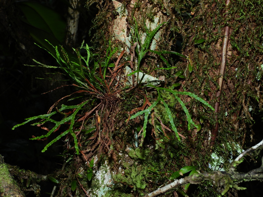Cochlidium furcatum