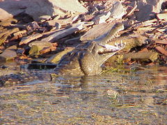 Crocodylus johnstoni