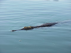 Crocodylus johnstoni