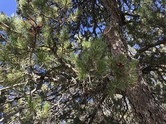 Pinus cembroides bicolor