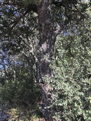 Pinus cembroides bicolor