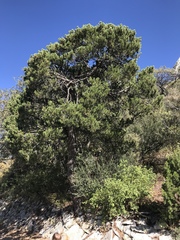Pinus cembroides bicolor