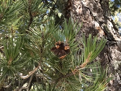 Pinus cembroides bicolor
