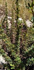 Berberis