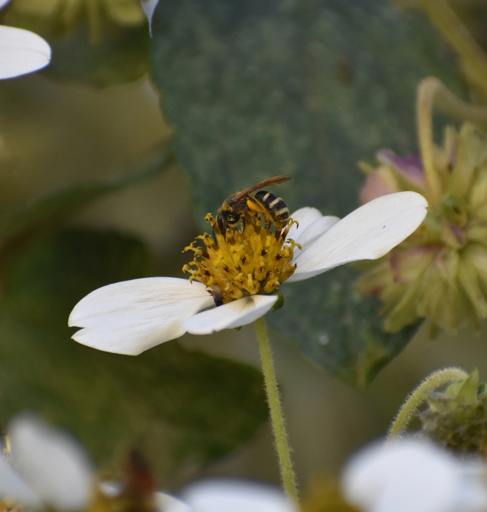 Lasioglossum costale